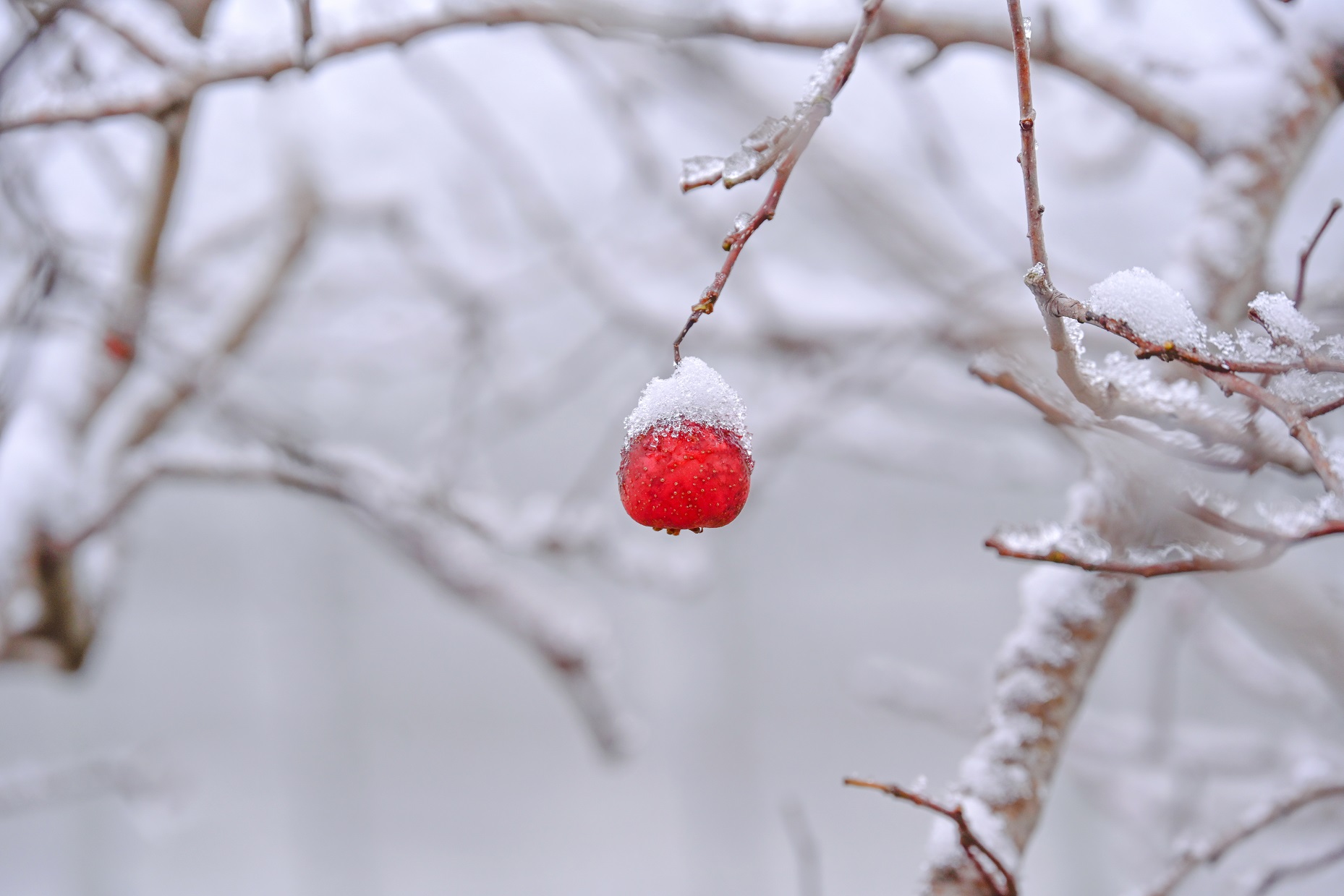 人间又落一场新雪
